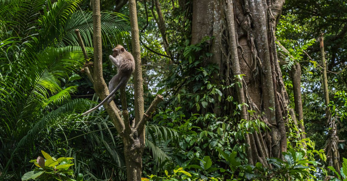 A monkey perched on a tree branch amidst the dense foliage of Bali's tropical jungle.